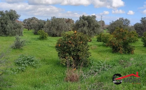 259020224_1087715002085766_2808185751171387966_n (Copy)